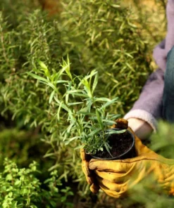 Set 2 French Tarragon Plants in a Pot for Planting, French Tarragon Culinary Herb Garden Plant, Green Mint Plant