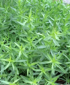 Set 2 French Tarragon Plants in a Pot for Planting, French Tarragon Culinary Herb Garden Plant, Green Mint Plant