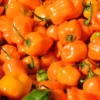 Set 2 Orange Habanero Pepper Starter Plants in a Pot – 90 Days Old Live Super Hot Pepper Chili Plant for Spring Planting