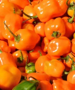 Set 2 Orange Habanero Pepper Starter Plants in a Pot – 90 Days Old Live Super Hot Pepper Chili Plant for Spring Planting