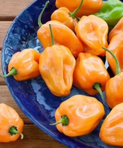 Set 2 Orange Habanero Pepper Starter Plants in a Pot – 90 Days Old Live Super Hot Pepper Chili Plant for Spring Planting