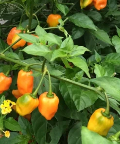 Set 2 Orange Habanero Pepper Starter Plants in a Pot – 90 Days Old Live Super Hot Pepper Chili Plant for Spring Planting