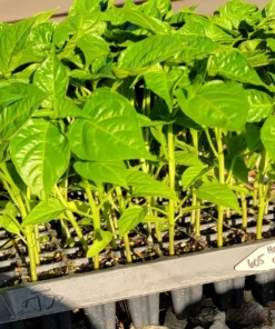 Set 2 Orange Habanero Pepper Starter Plants in a Pot – 90 Days Old Live Super Hot Pepper Chili Plant for Spring Planting