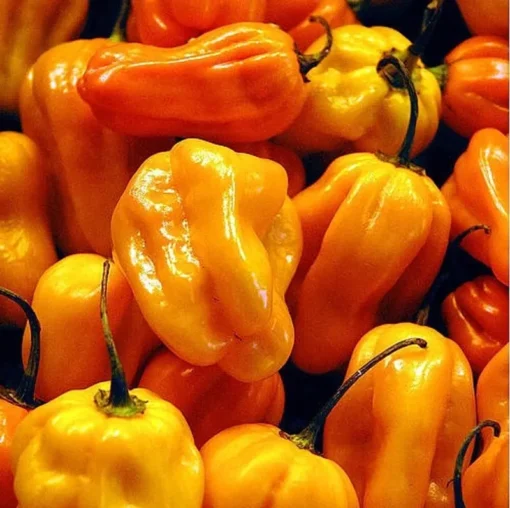 Set 2 Orange Habanero Pepper Starter Plants in a Pot - 90 Days Old Live Super Hot Pepper Chili Plant for Spring Planting