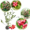 Set 2 Pink Lemonade Blueberry Plants 4-8" Tall