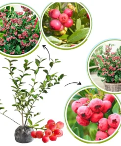 Set 2 Pink Lemonade Blueberry Plants 4-8" Tall