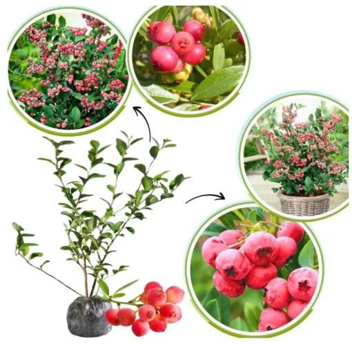 Set 2 Pink Lemonade Blueberry Plants 4-8" Tall