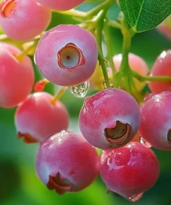 Set 2 Pink Lemonade Blueberry Plants 4-8" Tall