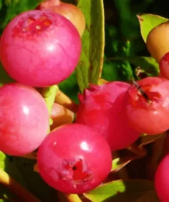 Set 2 Pink Lemonade Blueberry Plants 4-8