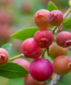 Set 2 Pink Lemonade Blueberry Plants 4-8