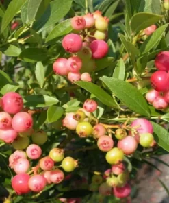 Set 2 Pink Lemonade Blueberry Plants 4-8
