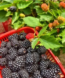 Set 2 Sweet Boysenberry Plants 4-8" Tall | [Sweet Boysenberry] Fruit Plants