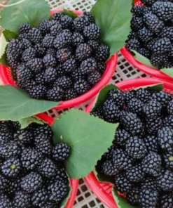 Set 2 Sweet Boysenberry Plants 4-8