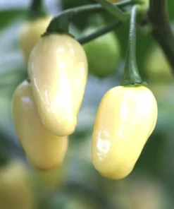 Set 2 White Habanero Pepper Live Plants in 4 Inc Pot, 90 Days Old Super Hot Pepper Chili Plant for Spring Planting