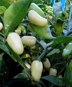 Set 2 White Habanero Pepper Live Plants in 4 Inc Pot, 90 Days Old Super Hot Pepper Chili Plant for Spring Planting