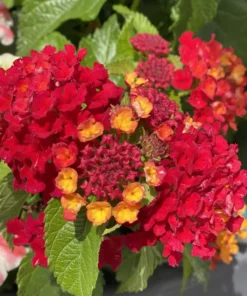 Set of 2 Red Lantana Plants 4-8" Tall, 4" Pot, Ship No Pot, Lantana Live Plant for Planting