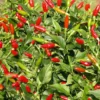Set of 2 Tabasco Hot Pepper Live Plants 4-8" Tall in Pot - Fast Growing - Hot Chili Pepper