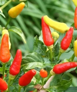 Set of 2 Tabasco Hot Pepper Live Plants 4-8
