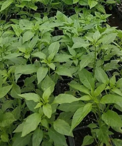 Set of 2 Tabasco Hot Pepper Live Plants 4-8