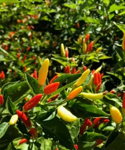 Set of 2 Tabasco Pepper Plants 4-8