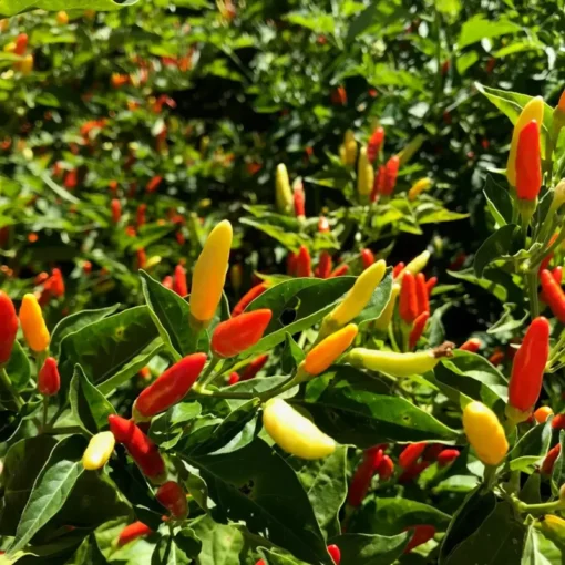 Set of 2 Tabasco Pepper Plants 4-8" Tall in a Pot - Hot Chili Pepper Plant - Fast Growing & High Yield