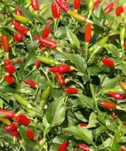 Set of 2 Tabasco Pepper Plants 4-8" Tall in a Pot - Hot Chili Pepper Plant - Fast Growing & High Yield