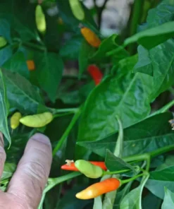 Set of 2 Tabasco Pepper Plants 4-8