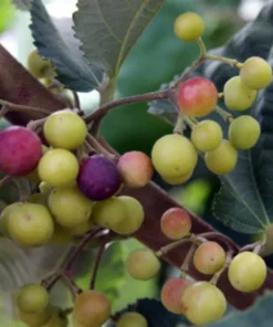 Sherbet Berry Plant 4-8" Tall - Ornamental Berry Shrub