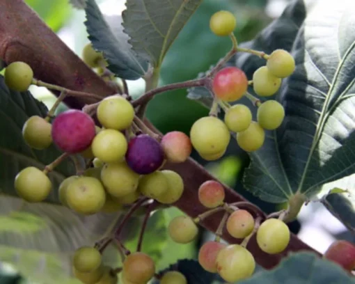 Sherbet Berry Plant 4-8" Tall - Ornamental Berry Shrub