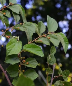 Sherbet Berry Plant 4-8" Tall - Ornamental Berry Shrub