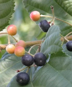 Sherbet Berry Plant 4-8