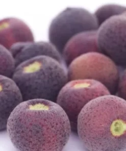 Sherbet Berry Plant 4-8