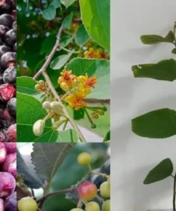Sherbet Berry Plant 4-8