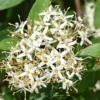 Silky Dogwood Shrub 4 inch Pot - Deciduous Beauty