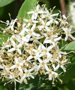 Silky Dogwood Shrub 4 inch Pot - Deciduous Beauty