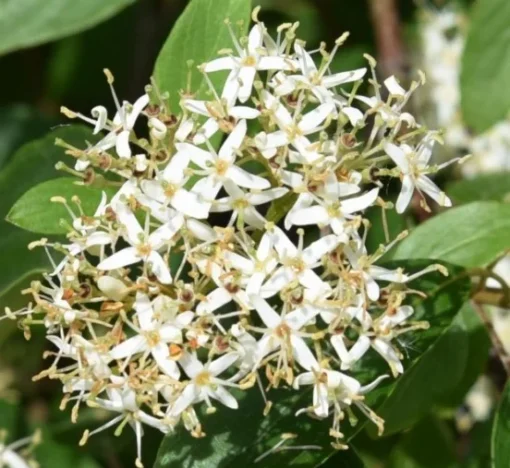 Silky Dogwood Shrub 4 inch Pot - Deciduous Beauty