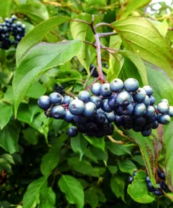 Silky Dogwood Shrub 4 inch Pot - Deciduous Beauty