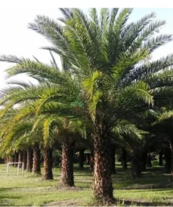 Silvester Date Palm – 8-10in Potted Plant – Half Gallon Size