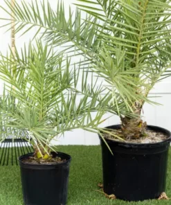Silvester Date Palm – 8-10in Potted Plant – Half Gallon Size