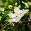 Southern Magnolia Plant Starter - Live Magnolia Tree - Fragrant White Flowers