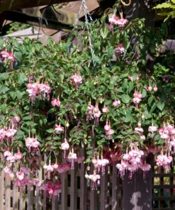 Southgate Fuchsia Starter Plant Pink Fuchsia Flowers 4-8