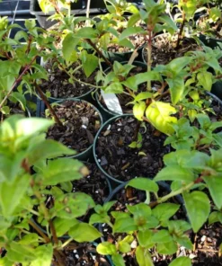 Southgate Fuchsia Starter Plant Pink Fuchsia Flowers 4-8