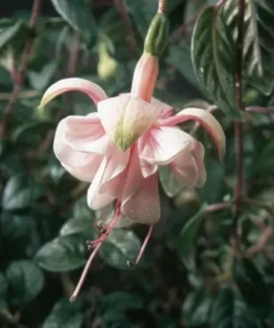 Southgate Fuchsia Starter Plant Pink Fuchsia Flowers 4-8