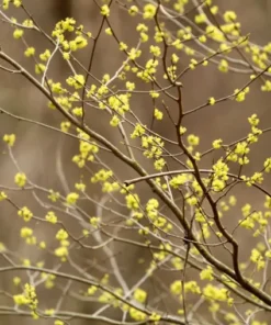 Spicebush Plant - 4 inches Pot - Native Shrub