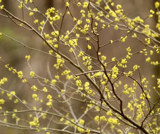 Spicebush Plant - 4 inches Pot - Native Shrub