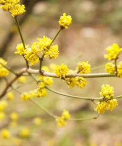 Spicebush Plant - 4 inches Pot - Native Shrub