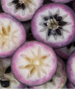 Star Apple Tree - 18-20in Potted Plant - 1 Gallon Size