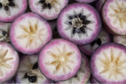 Star Apple Tree - 18-20in Potted Plant - 1 Gallon Size