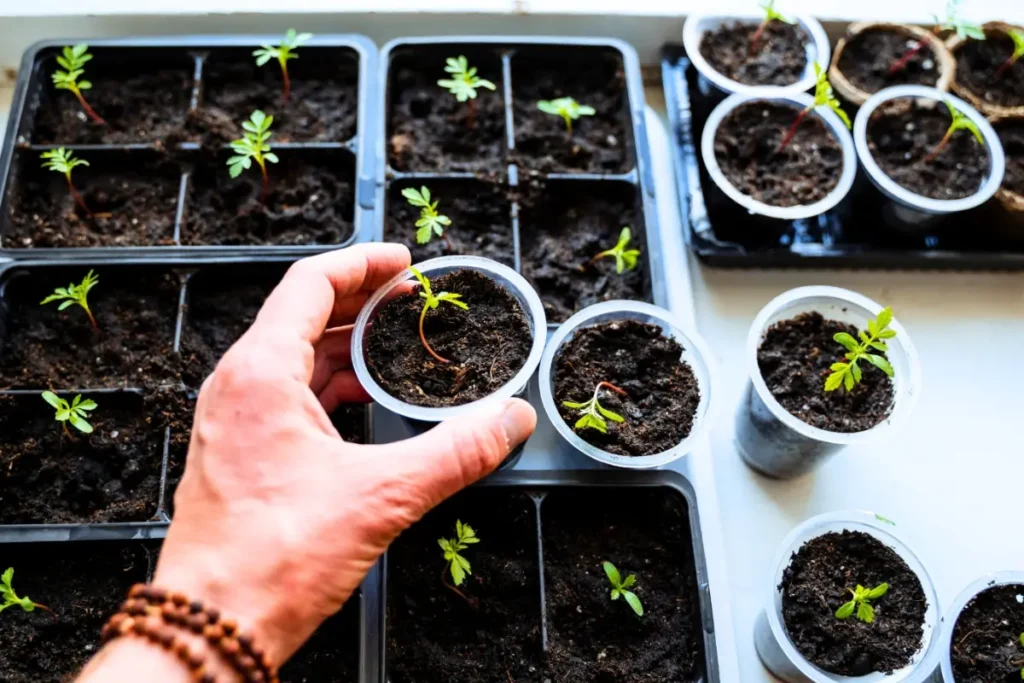 7 Seed Sowing Tips for Beginners