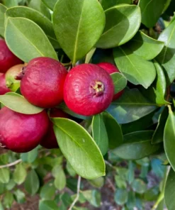 Strawberry Guava Plant Half Gallon Pot Tropical Fruit Tree